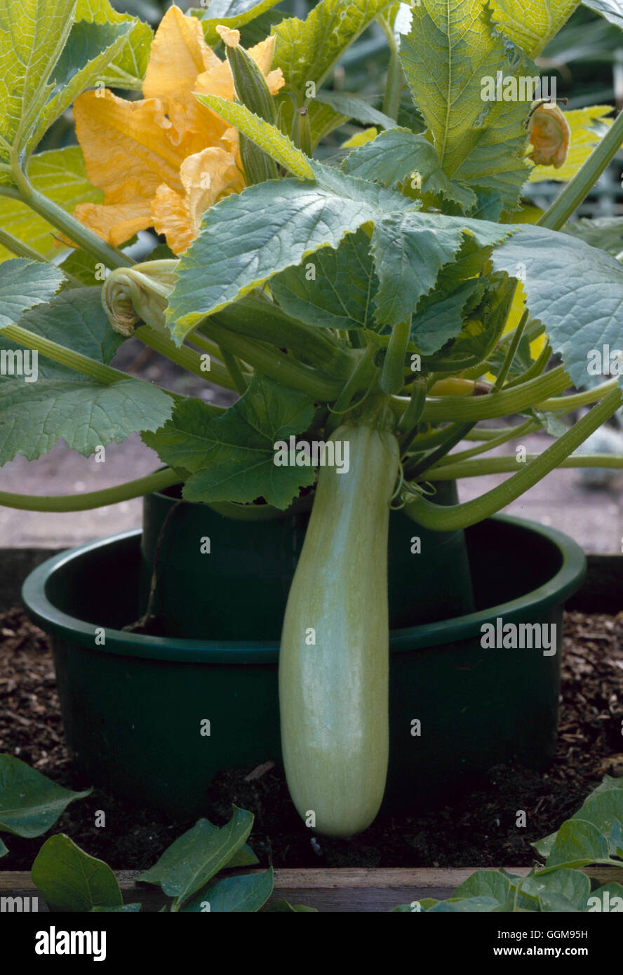 Courgette pot edible hires stock photography and images Alamy
